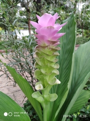 Curcuma petiolata
