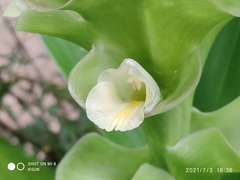Curcuma petiolata