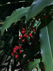 Alpinia intermedia