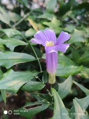 Thunbergia kirkii