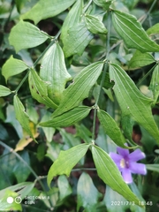 Thunbergia kirkii