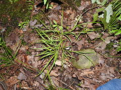Carex digitalis