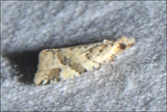 Euphona euphona