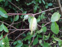 Rosenbergiodendron formosum