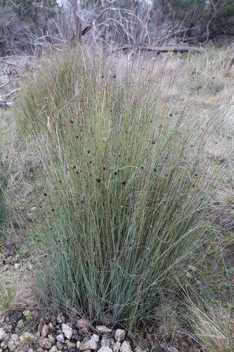 Chorizandra enodis Nees