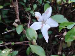 Rosenbergiodendron formosum