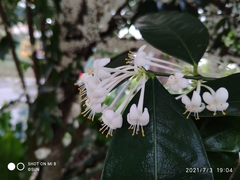 Phaleria clerodendron