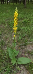 Verbascum nigrum