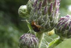 Liocoris tripustulatus