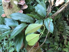 Urceola micrantha