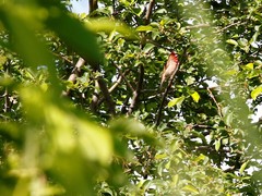 Carpodacus erythrinus grebnitskii