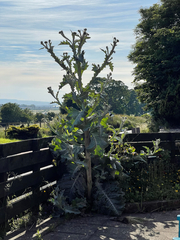 Carduus macrocephalus
