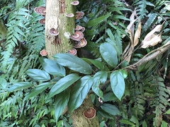 Urceola micrantha