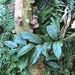 Urceola micrantha - Photo (c) Cheng-Tao Lin, algunos derechos reservados (CC BY), subido por Cheng-Tao Lin