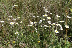 Leucanthemum vulgare
