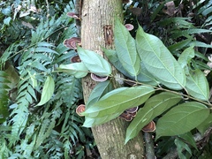 Urceola micrantha