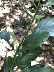 Aidia cochinchinensis