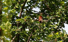 Carpodacus erythrinus grebnitskii