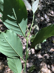 Aidia cochinchinensis