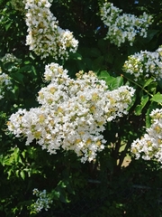 Lagerstroemia indica