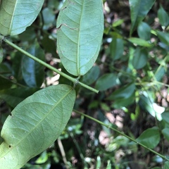 Coptosapelta diffusa