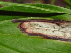 Synchysa tricincta