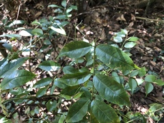 Coptosapelta diffusa