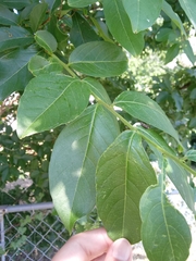 Lagerstroemia indica