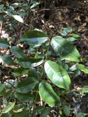 Coptosapelta diffusa