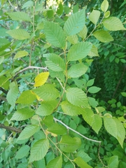 Ulmus