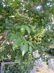 Lagerstroemia indica
