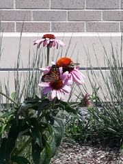 Danaus plexippus