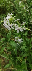 Saponaria officinalis