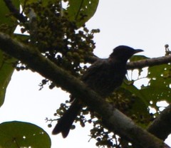 Hypsipetes ganeesa