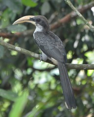 Ocyceros gingalensis