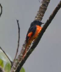 Pericrocotus flammeus