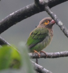 Psilopogon zeylanicus