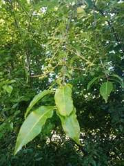 Prunus