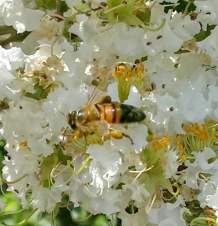 Western Honey Bee from Original Town North, Abilene, TX, USA on June 18 ...