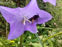 Melitta haemorrhoidalis