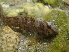 Salaria pavo