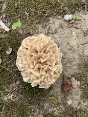 Sparassis spathulata