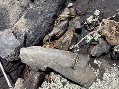 Trimerotropis saxatilis