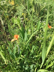 Lathyrus hierosolymitanus