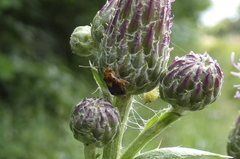 Liocoris tripustulatus