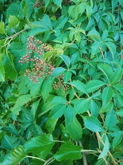 Parthenocissus quinquefolia