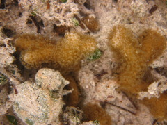 Porites divaricata