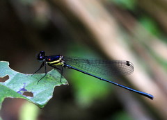 Onychargia atrocyana