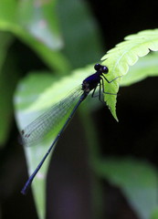Onychargia atrocyana