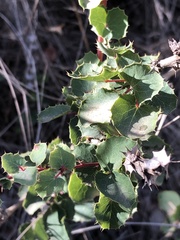 Berberis actinacantha